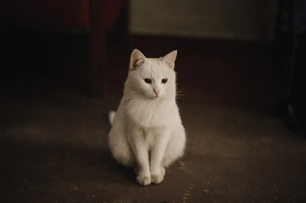 White cat sitting on ground outside — Stock Photo, Image