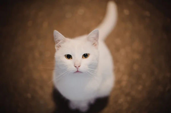 White cat looking in camera — Stock Photo, Image