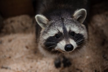 Bir rakun görünümünü yalvarıyor