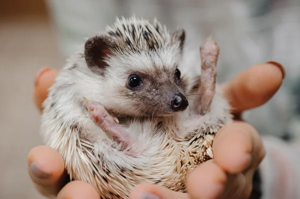 Woman hands holding white african hedgehog — Stock Photo, Image