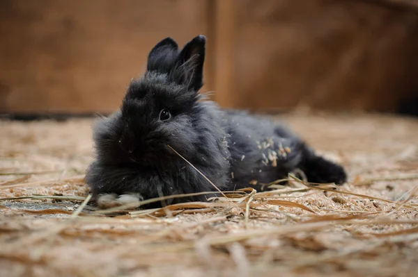 黒バニーは乾いた草の上に横たわる — ストック写真