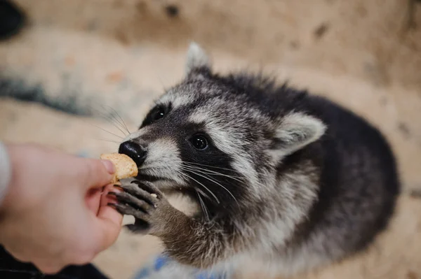 Raccoon reaching and taking cookie — Stock Photo, Image