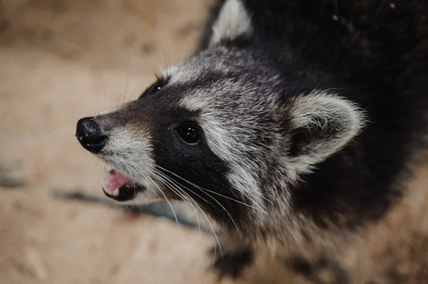 タヌキを食べてのクローズ アップ写真 — ストック写真