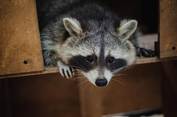 かわいいタヌキ顔アクション動物 — ストック写真