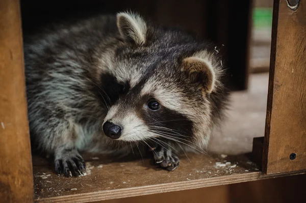 かわいいタヌキ顔アクション動物 — ストック写真