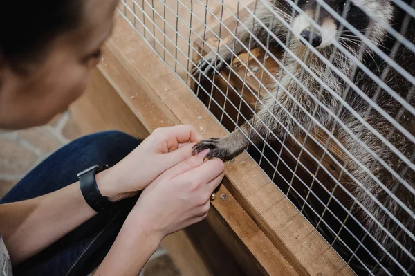 Raccoon reaching human hands through the wires of his cage — Stock Photo, Image
