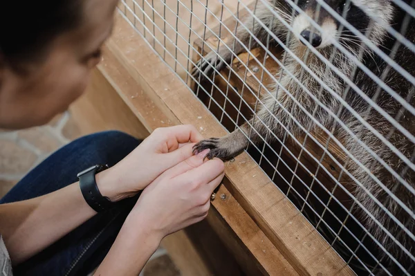 Waschbär erreicht menschliche Hände durch die Drähte seines Käfigs — Stockfoto