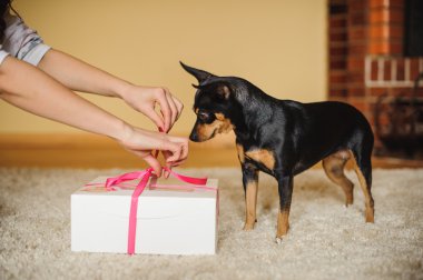 sevimli köpek mevcut kutu açılmakta izlerken 