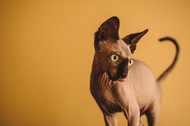 alında saç çizgisi sphynx veya Sfenks bebek kedi kedi 