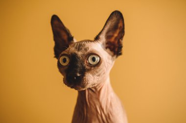 alında saç çizgisi sphynx veya Sfenks bebek kedi kedi portresi 