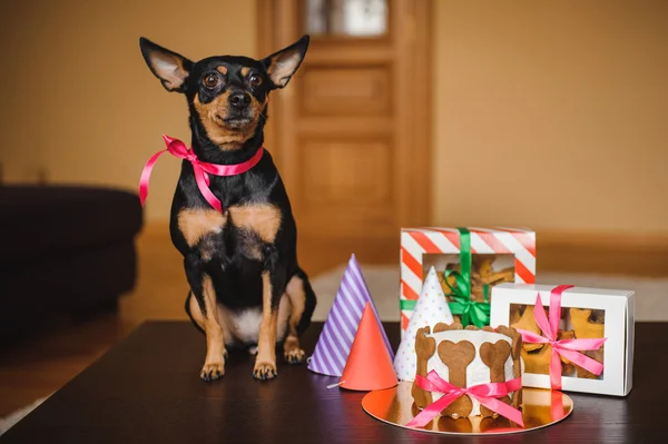 Toy terrier, kutya torta, süti, a dobozok, születésnapi kalap — Stock Fotó