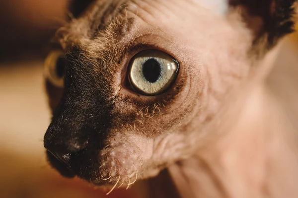 Close up of hairless sphynx or sphinx baby cat kitten — Stock Photo, Image