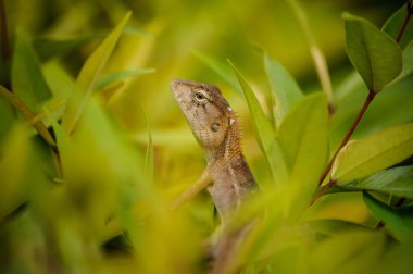 Oryantal Bahçe kertenkele Calotes mystaceus seçici odak bulanıklık ön plan ve arka plan ile closeup