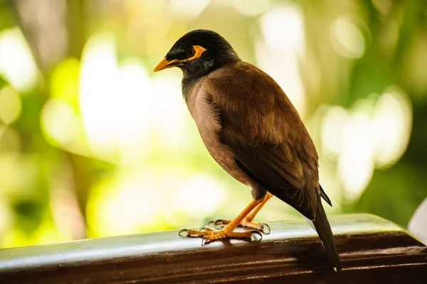 Common myna bird from southeast asia — Stock Photo, Image