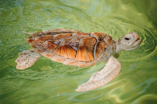 Zelená mořská želva plavání s hlavou nahoru — Stock fotografie