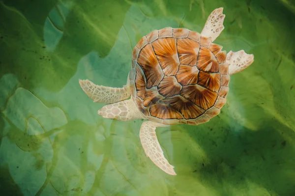 Mořská želva potápění dolů v bazénu — Stock fotografie
