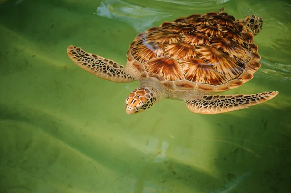 Tortuga verde nadando bajo el agua — Foto de Stock
