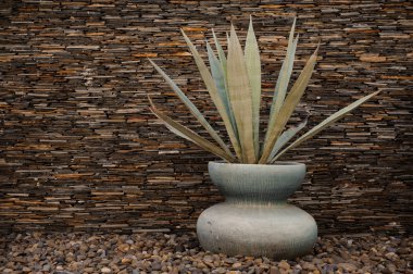 Bir vazoda agave americana bitkisinin görünümü.