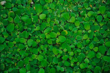 su Pistia, yeşil bitkiler