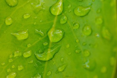 Yaprağın üzerine su damlaları