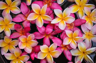 pembe frangipani çiçek doku arka plan