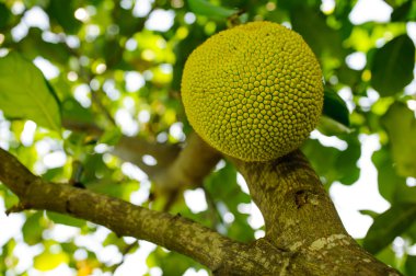 Nefesi Tayland ağaç üzerinde 