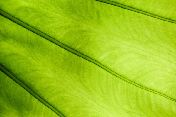 Elefante verde folha de orelha planta — Fotografia de Stock