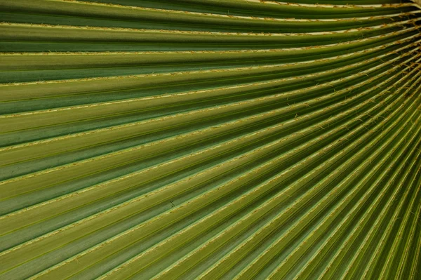 Крупним планом до зеленого пальмового листа Лівістона Ротондіфолія текстура дерева — стокове фото