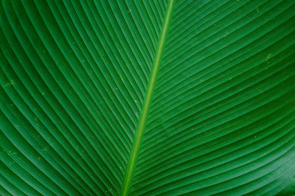 Банан зелений залишити текстуру фону — стокове фото