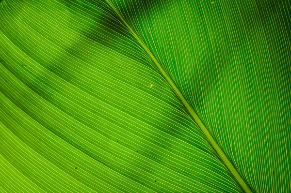 Текстура зеленого листа як фон — стокове фото