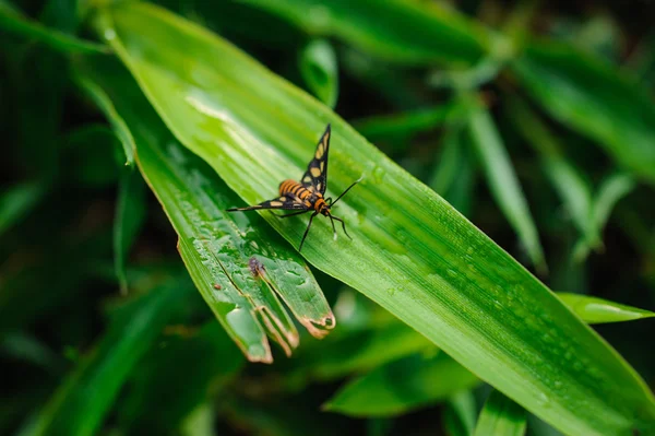 Garden Tiger Moth Amata huebneri on grass — Stock Photo, Image