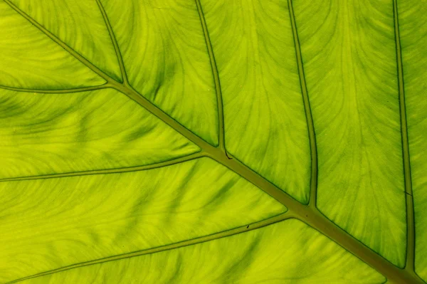 Velký zelený list texturu vodorovné — Stock fotografie