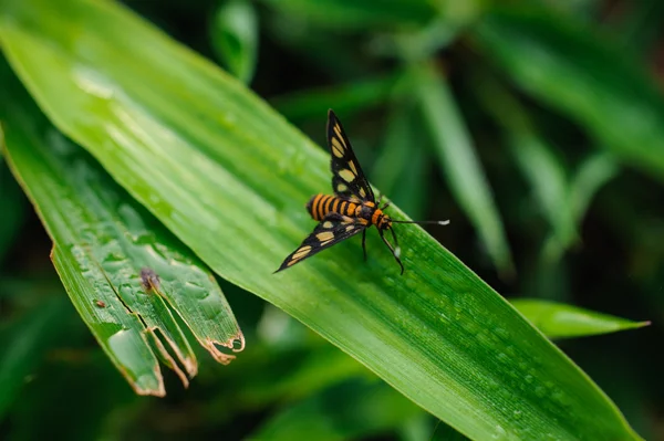 Garden Tiger Moth Amata huebneri on grass — Stock Photo, Image