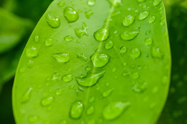 Зелений лист з краплями води для фону — стокове фото