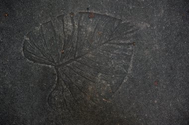 Çimento doku arka plan üzerinde yaprak Künye