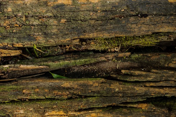 Texture bois, aspect altérée, vieux et vert — Photo