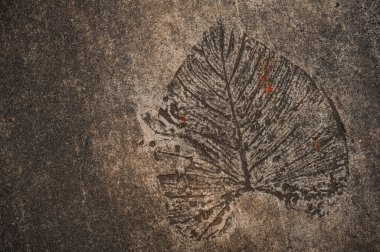 Leaf imprint on cement texture background clipart