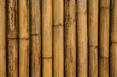 Kuru sarı bambu çit arka plan