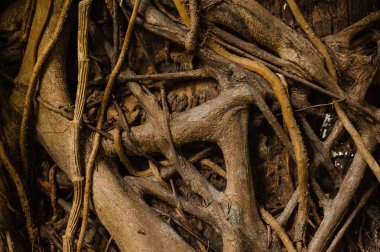 Eski Ağaç kökleri doku ile