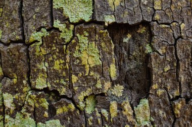 Yeşil yosunlu ahşap kaplama