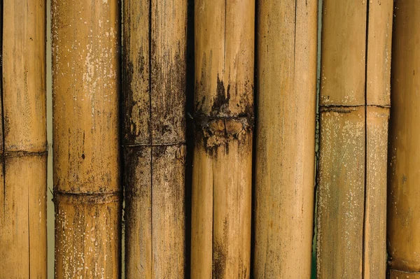 Seco amarelo cerca de bambu fundo — Fotografia de Stock