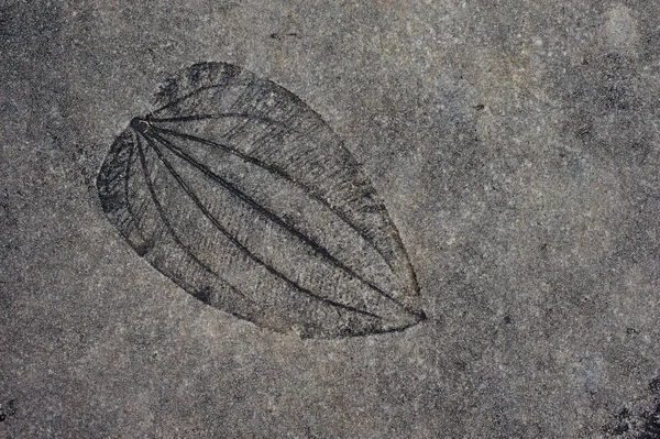 Leaf imprint on cement texture background Royalty Free Stock Images