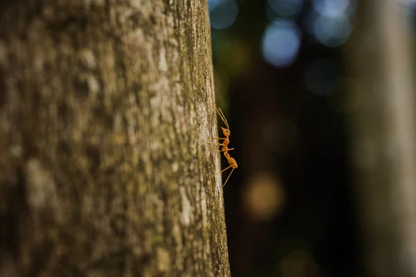 Weaver Ant side view on tree — Stock Photo, Image