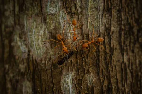 Three weaver ants eating insect — Stock Photo, Image