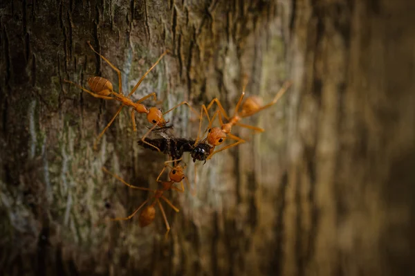 Three weaver ants eating insect — Stock Photo, Image