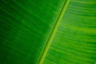 Muz yeşil doku arka plan ayrılmak