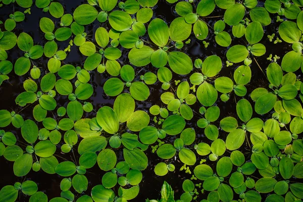 Pistia, green plants on water — Stock Photo, Image