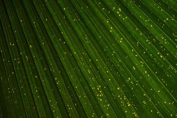 Närbild gröna palm Leaf Livistona Rotundifolia träd konsistens — Stockfoto