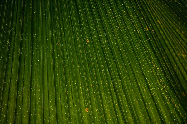 Detailní záběr na zelené Palmový list Livistona Rotundifolia strom textury — Stock fotografie