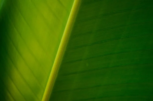 Банан зелений залишити текстуру фону — стокове фото